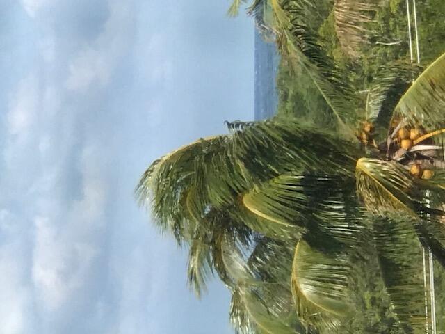 a view of under a large tree
