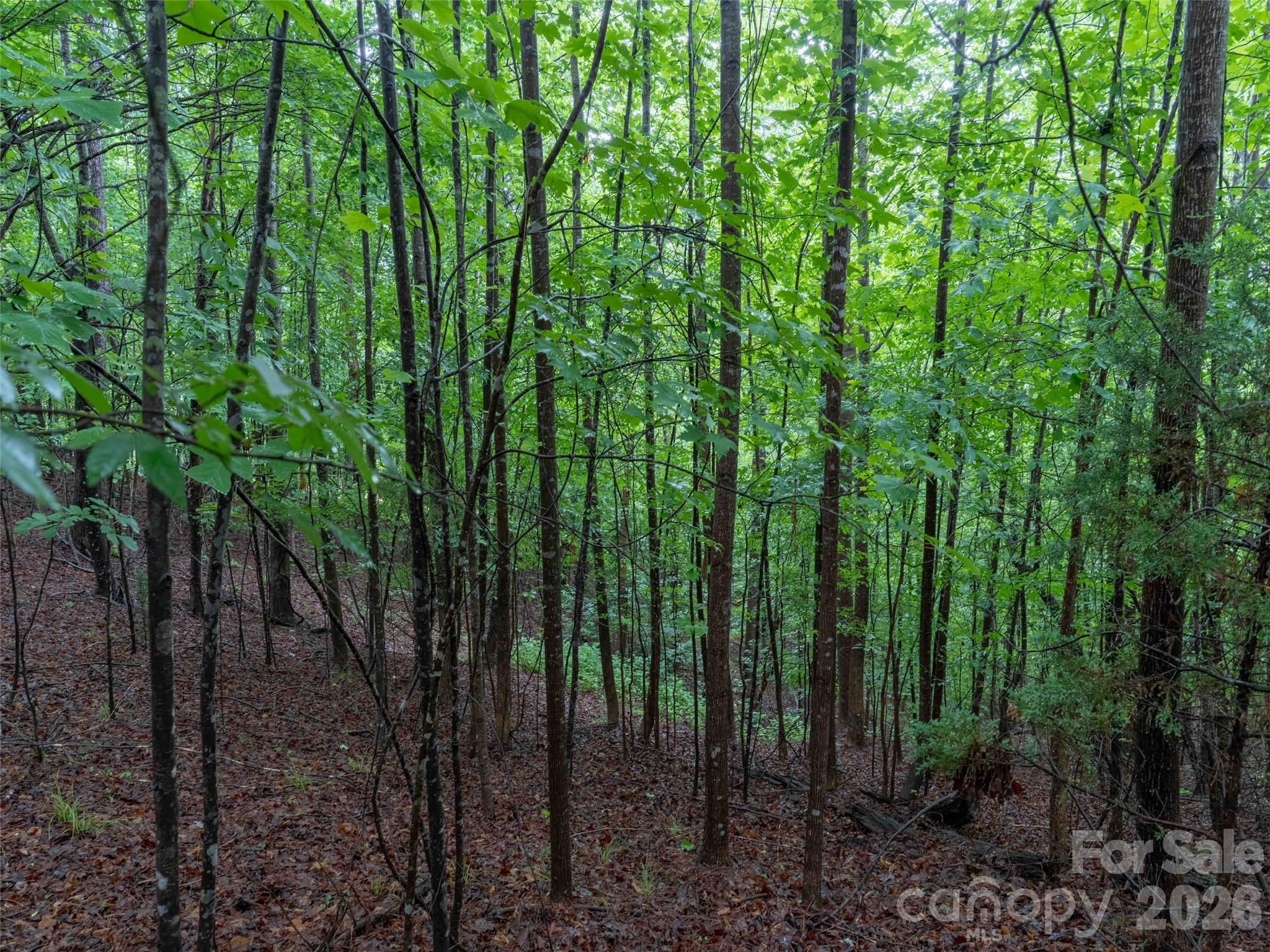 0 Bee Gee Drive Rutherfordton, NC 28139 - Photo 11 of 26
