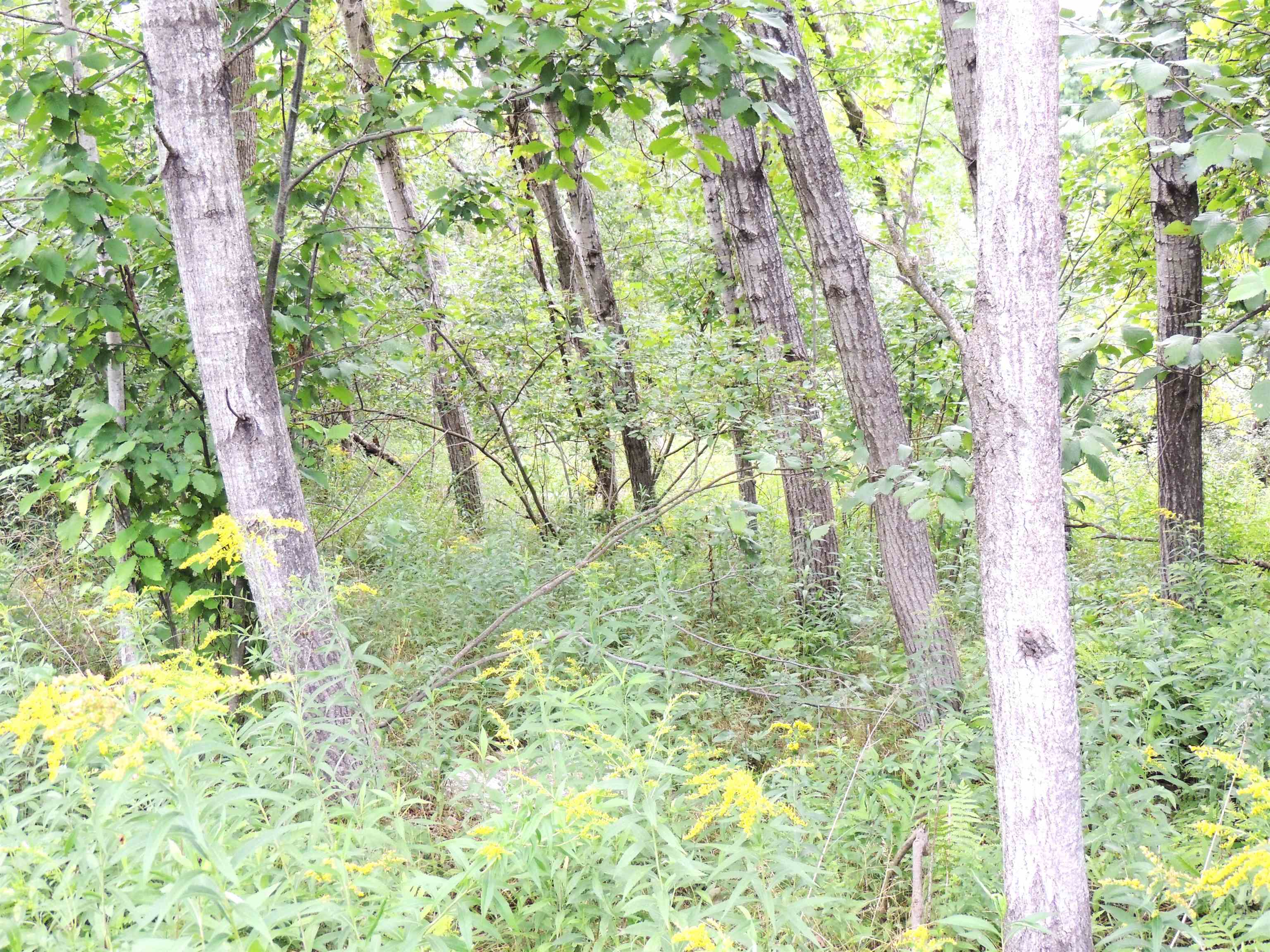 970 North Rolland Road Lake Isabella, MI 48893 - Photo 10 of 18
