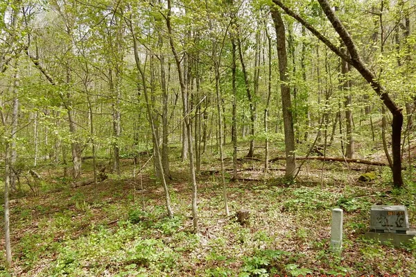 $99,900 | Tbd Tbd Flag Rock Trail, Warm Springs, VA 24484