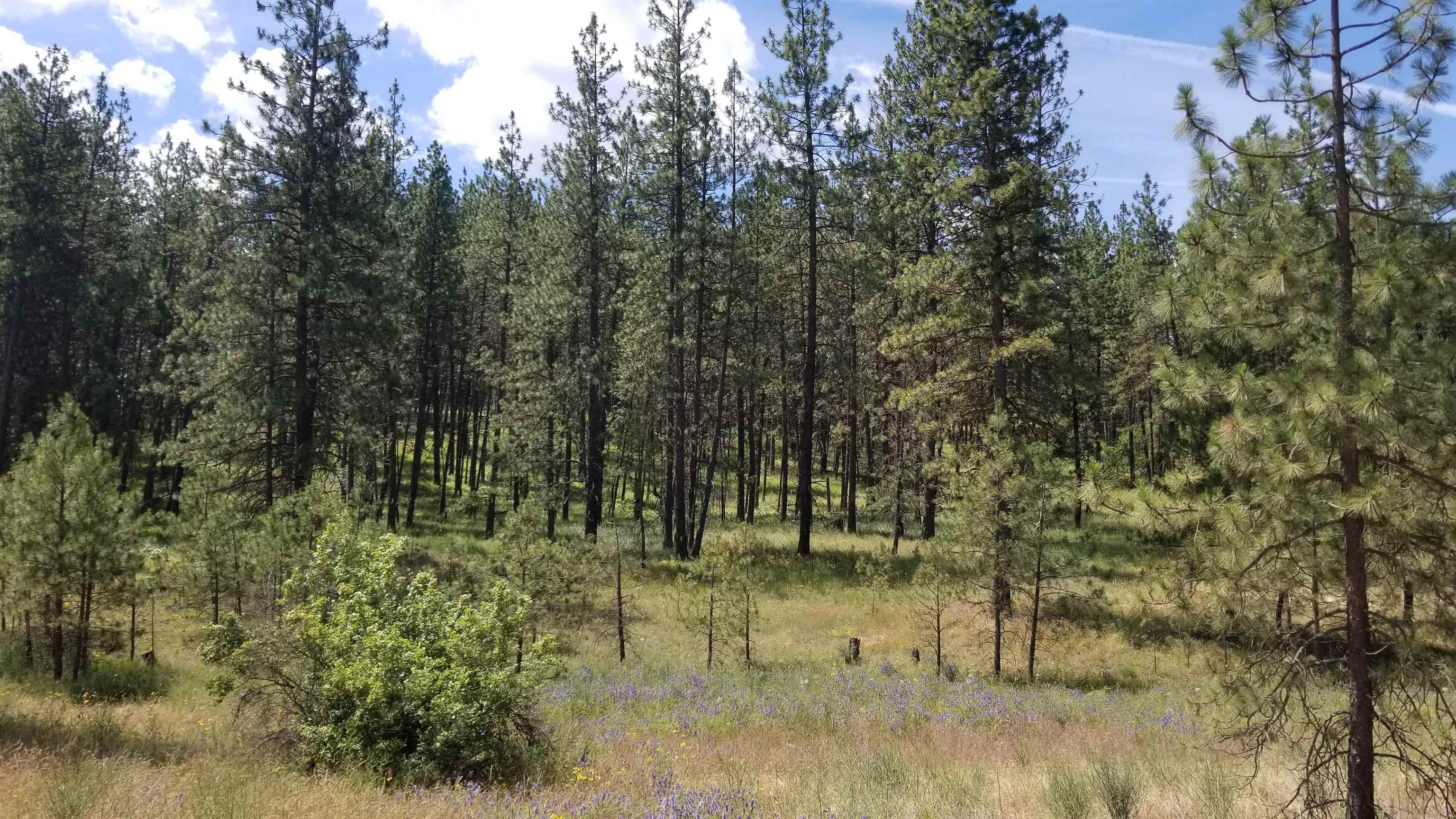 Lot 1 Glen Grove-Staley Road Deer Park, WA 99006 - Photo 2 of 9 Gallery Image 2