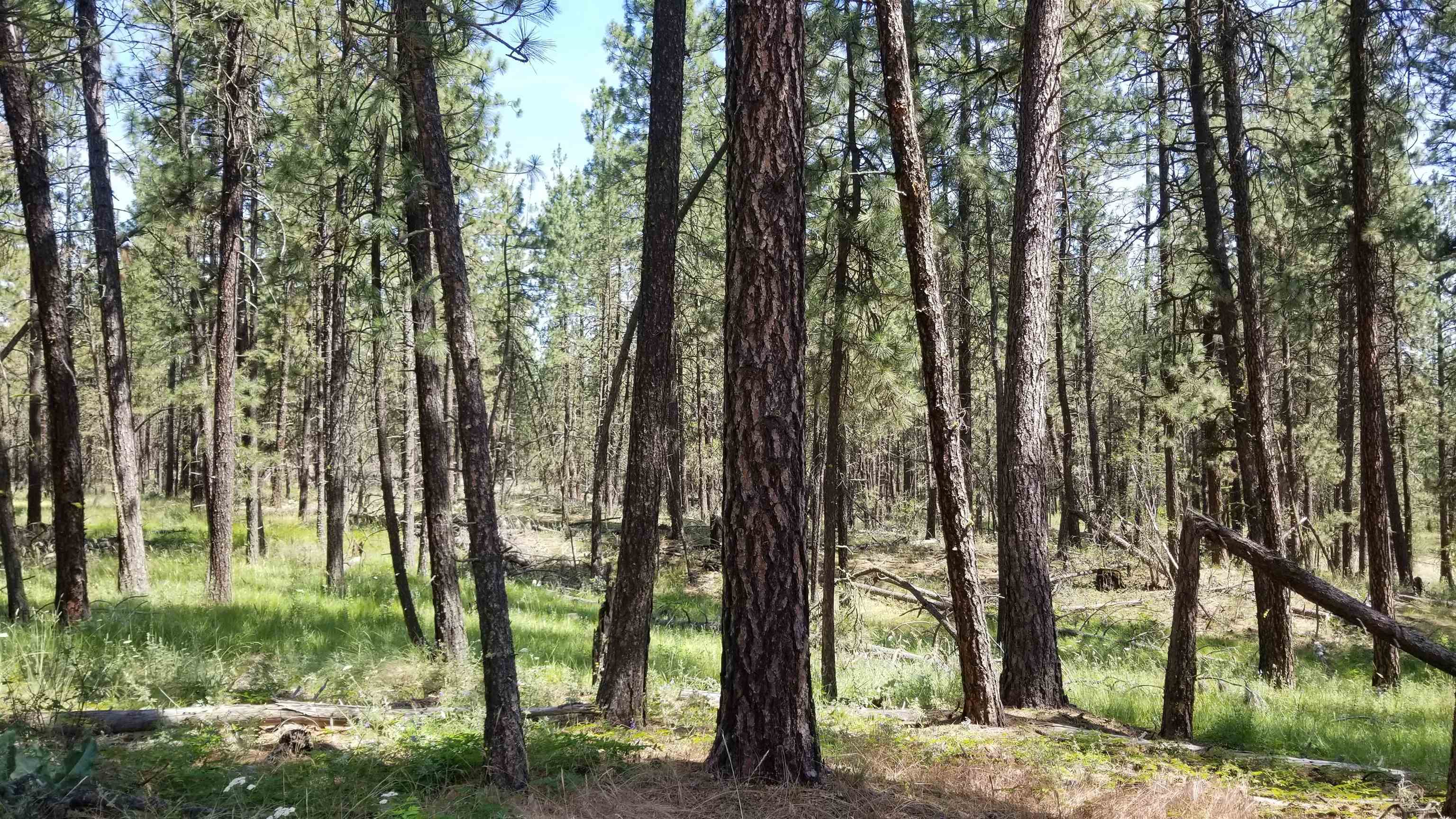 Lot 1 Glen Grove-Staley Road Deer Park, WA 99006 - Photo 6 of 9 Gallery Image 6