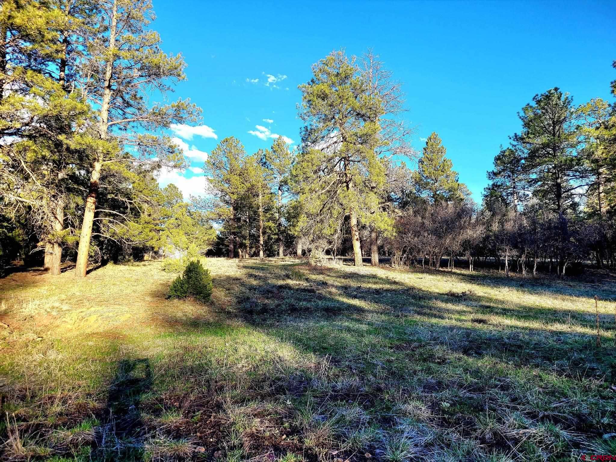 225 South Badger Trail Ridgway, CO 81432 - Photo 2 of 8 a view of a yard with plants and trees