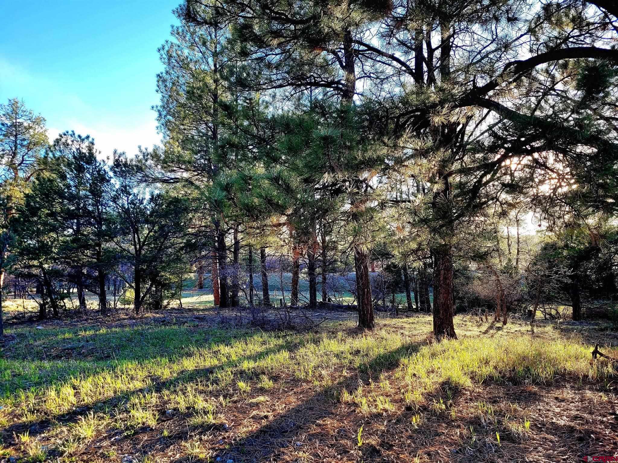 225 South Badger Trail Ridgway, CO 81432 - Photo 3 of 8 a view of yard with tree s