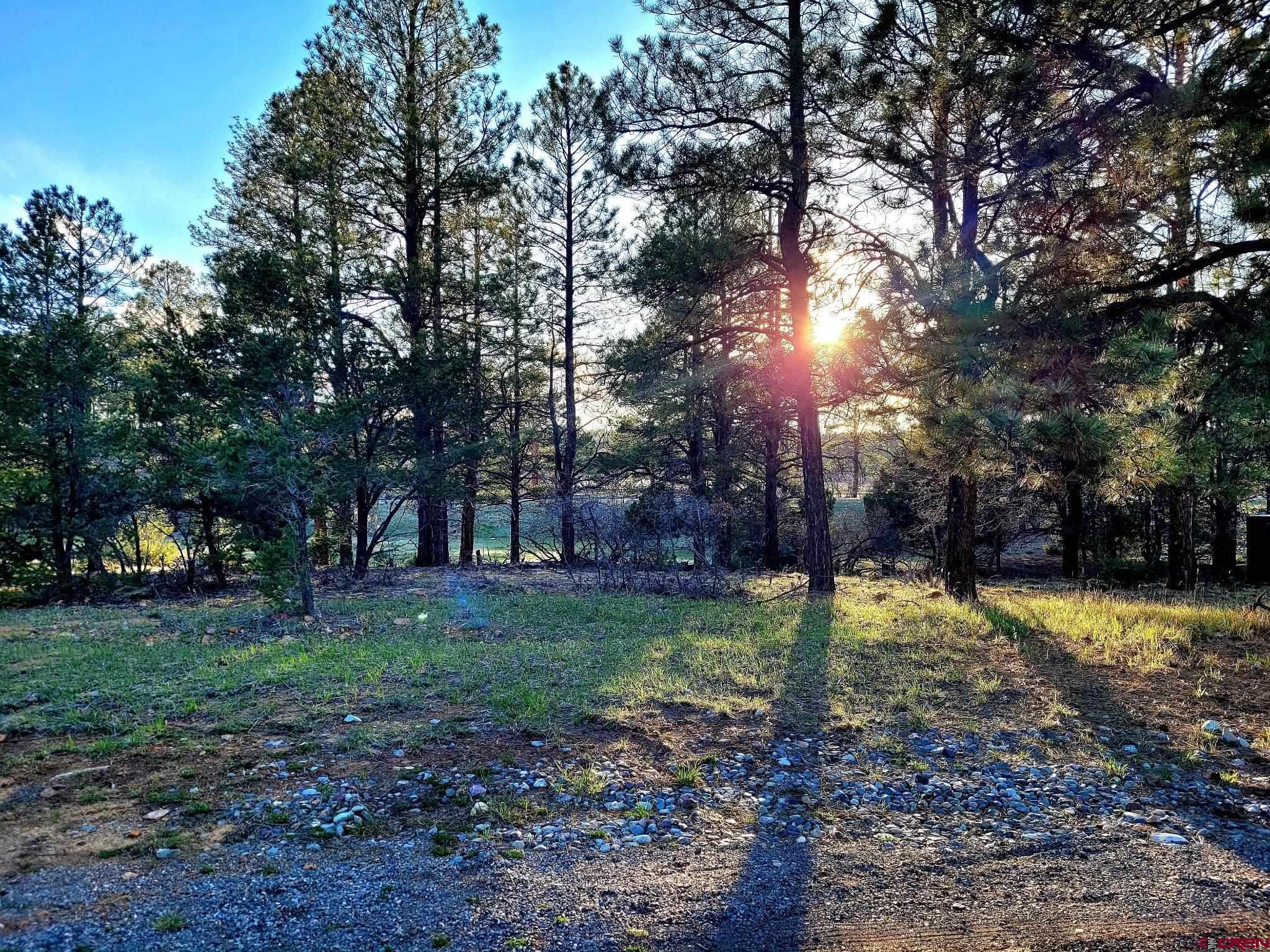 225 South Badger Trail Ridgway, CO 81432 - Photo 5 of 8 a view of a yard with palm trees