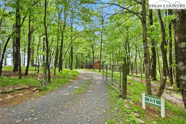 a view of a yard with plants and large trees