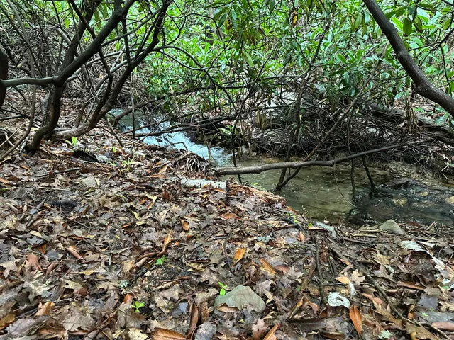 a backyard of a house with a lake view