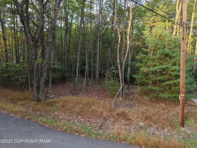 a view of a forest with lots of trees