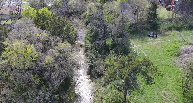 a view of a forest with a tree