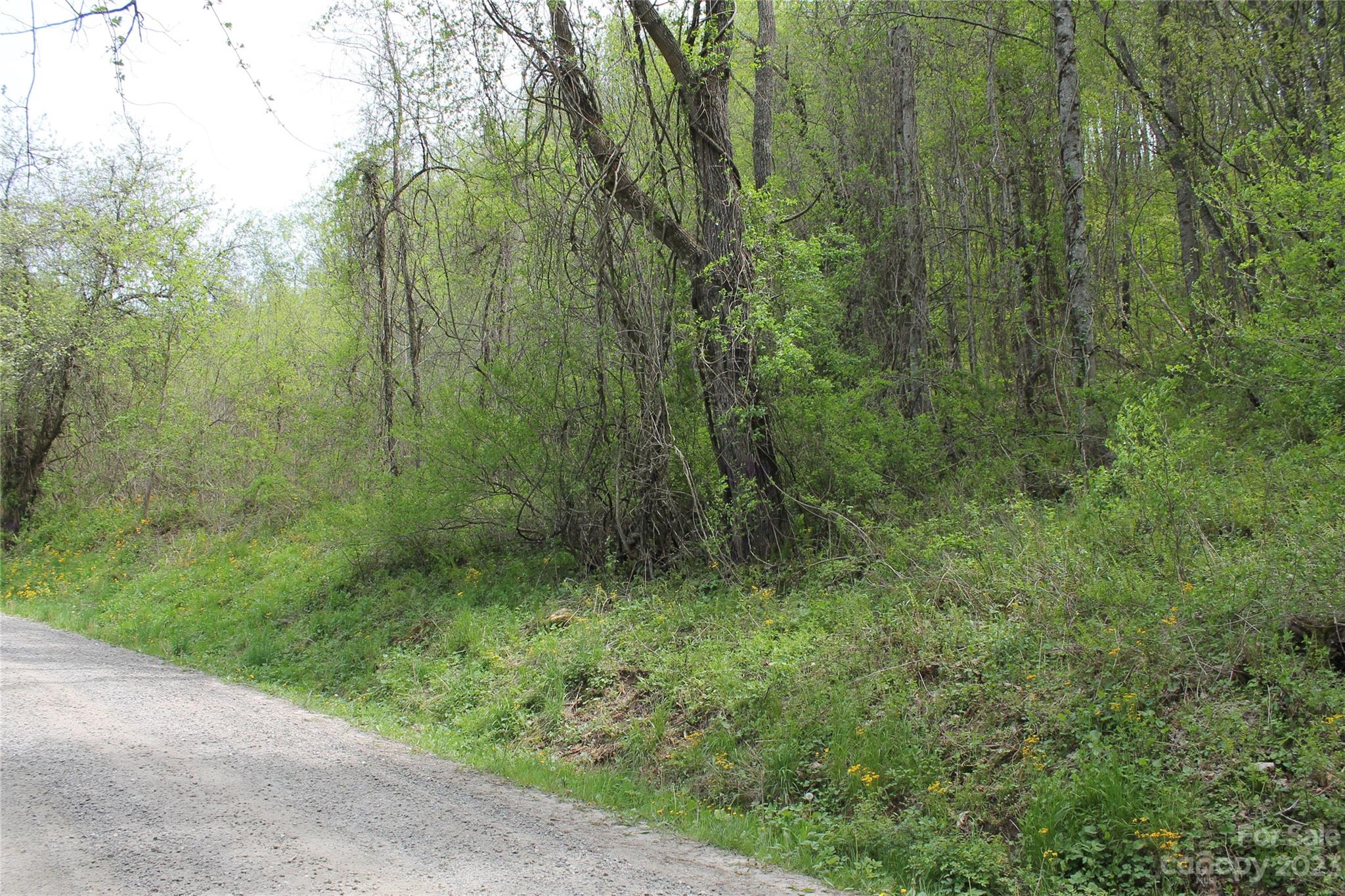 1 Long Branch Road Clyde, NC 28721 - Photo 5 of 7 a view of a lush green forest