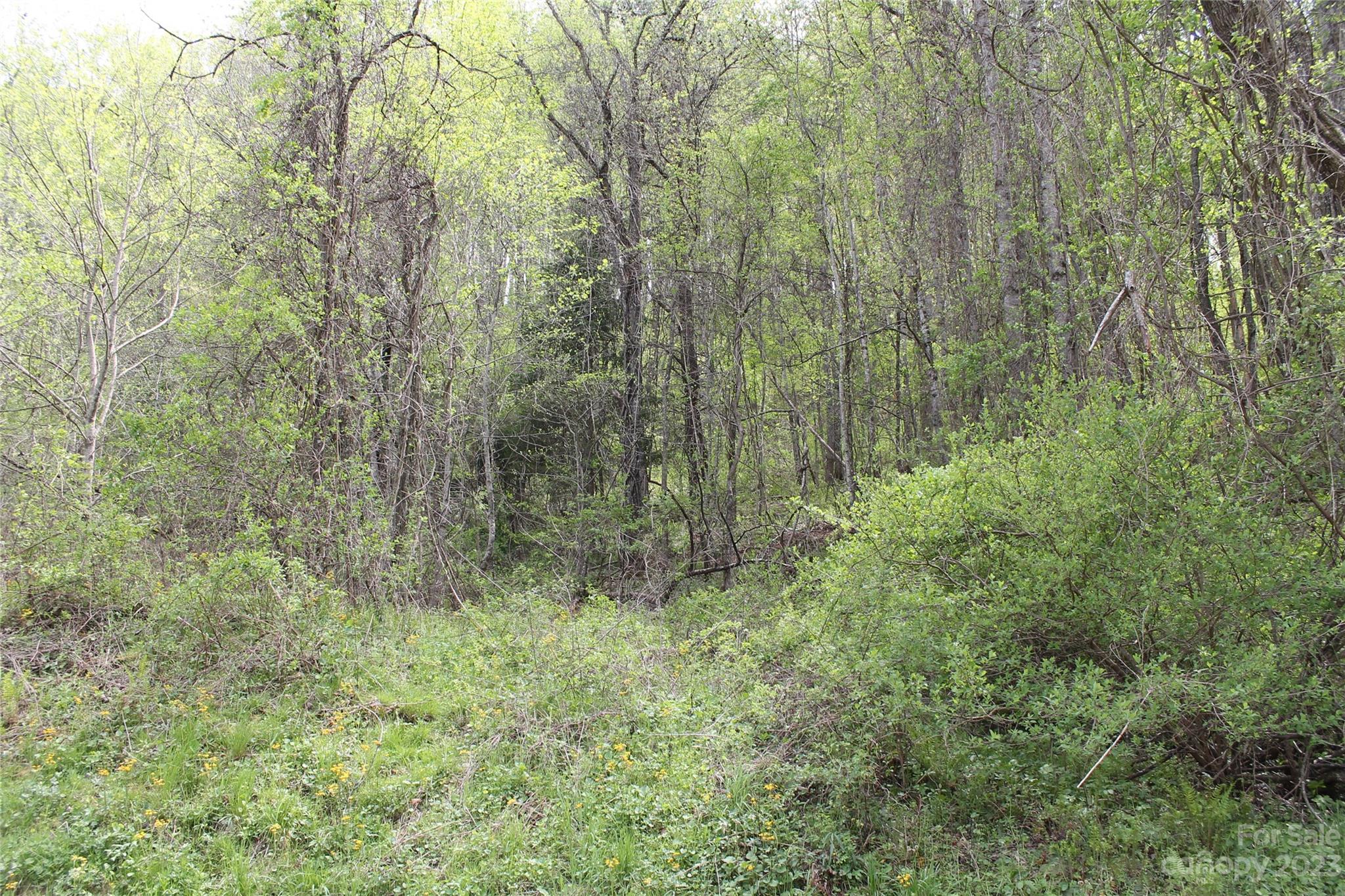1 Long Branch Road Clyde, NC 28721 - Photo 6 of 7 a view of a forest with trees and wooden fence