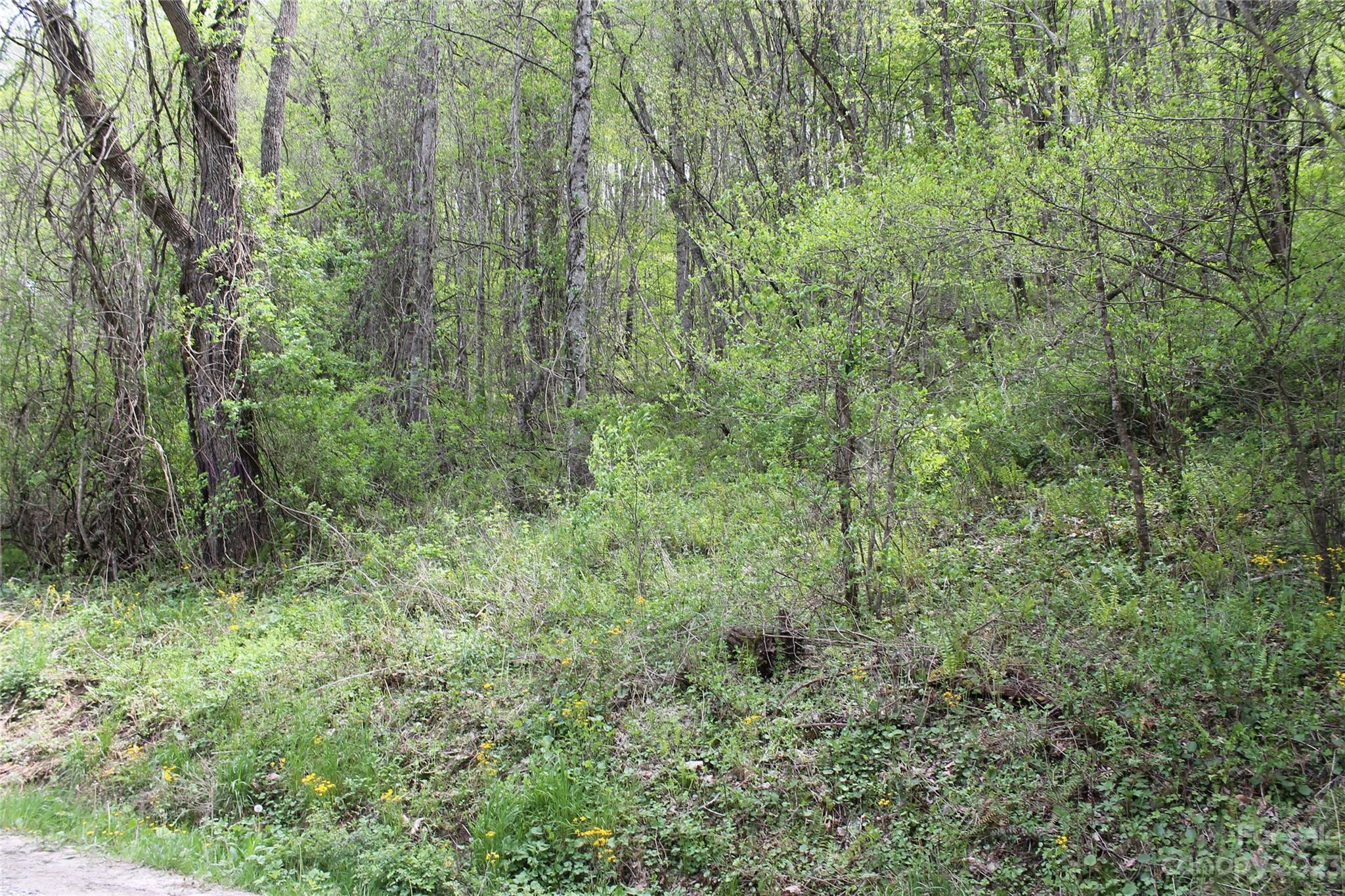 1 Long Branch Road Clyde, NC 28721 - Photo 7 of 7 a view of a lush green forest
