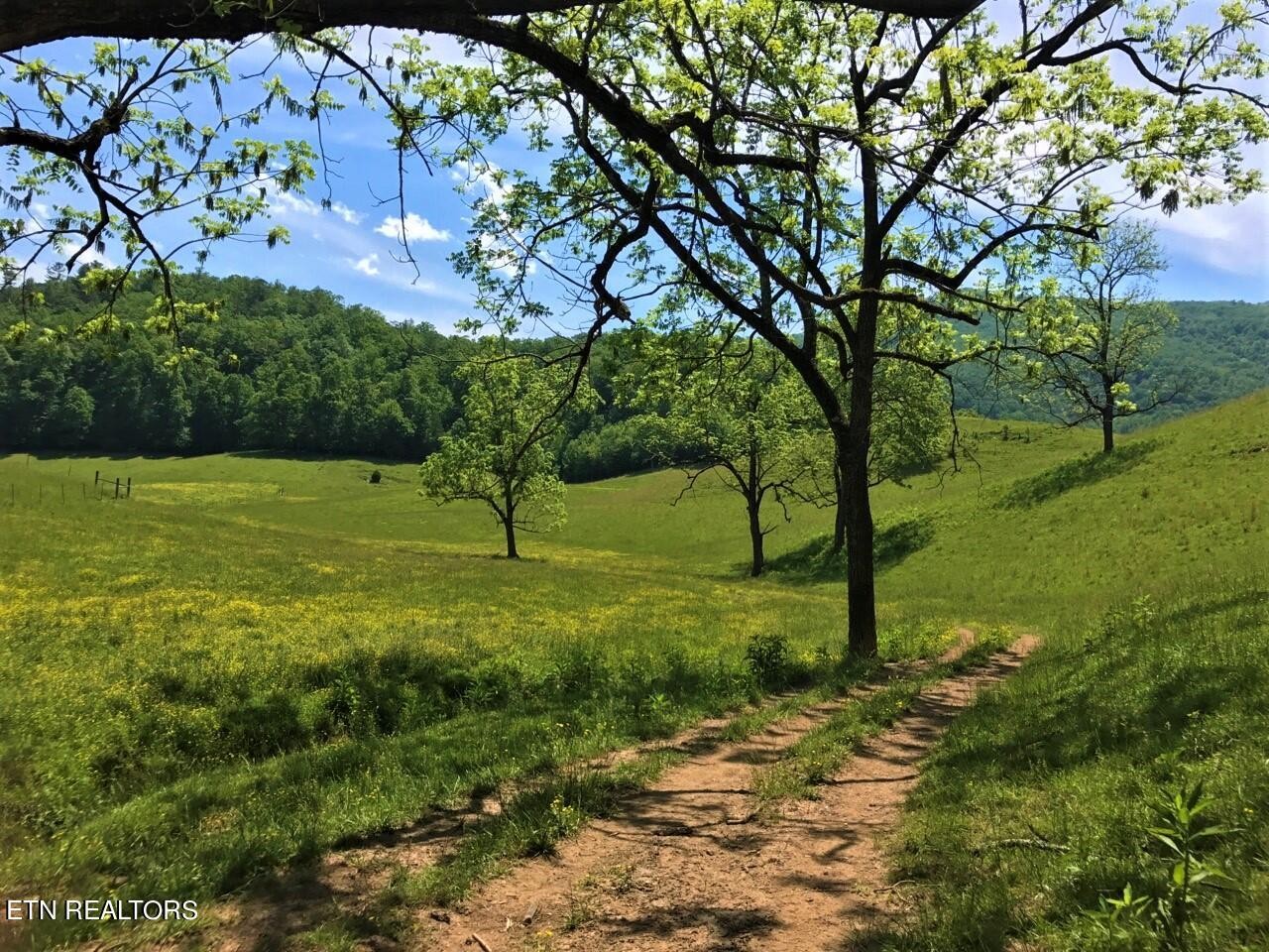 151 Timber Ridge Road Del Rio, TN 37727 - Photo 24 of 37 a view of a field with a tree