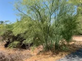 a view of a forest filled with trees