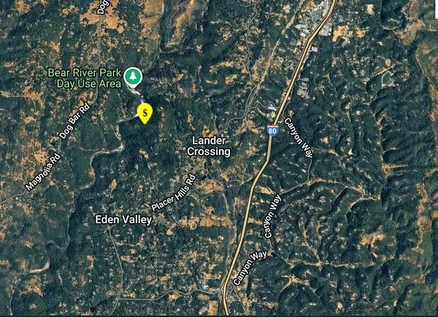 a view of a tree in a backyard