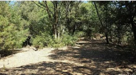 a view of a yard
