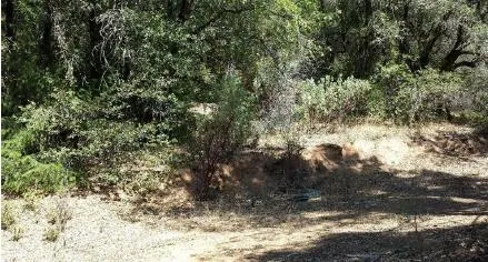 a view of a yard with large trees