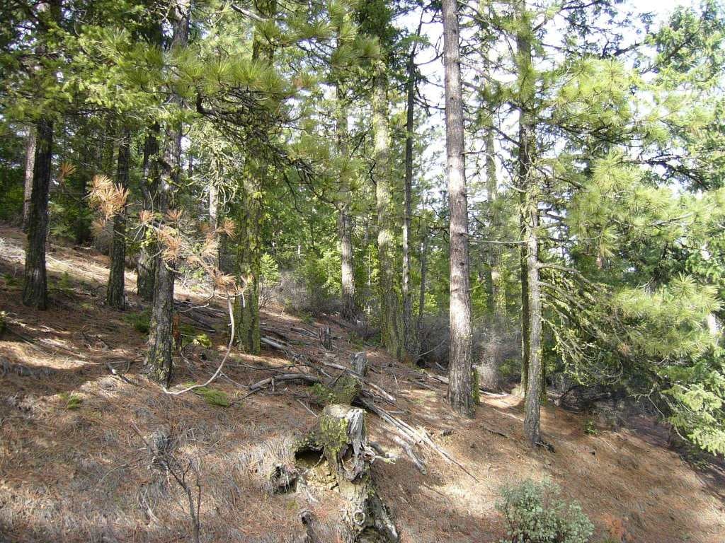159.4 Acres Ridge Road Yreka, CA 96097 - Photo 14 of 23 Gallery Image 14