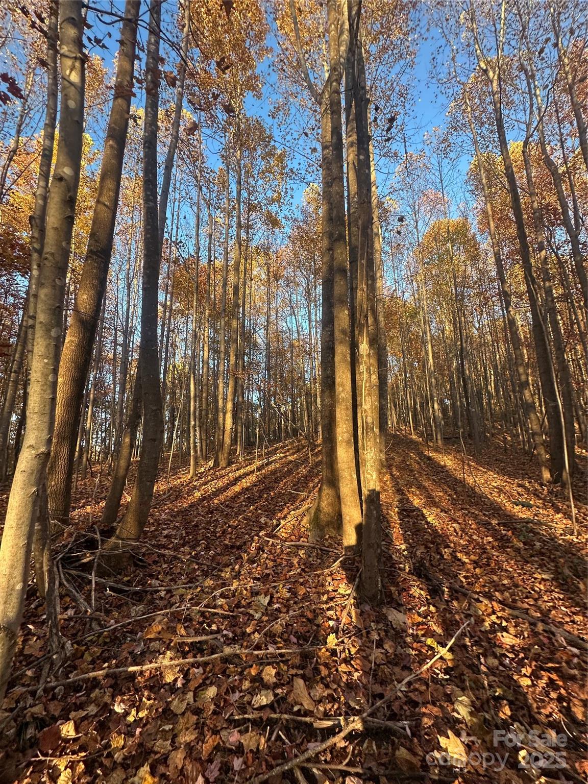 0 Black Oak Ridge Road Taylorsville, NC 28681 - Photo 14 of 18 a backyard of a house with lots of green space