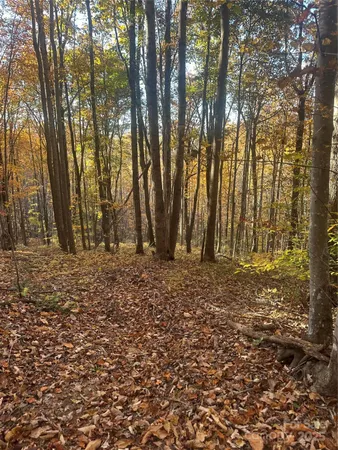 a view of flowers in a field