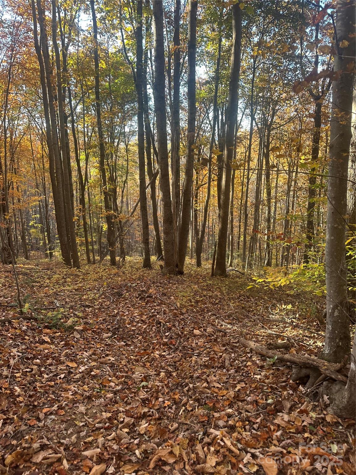 0 Black Oak Ridge Road Taylorsville, NC 28681 - Photo 16 of 18 a view of outdoor space with deck and tree