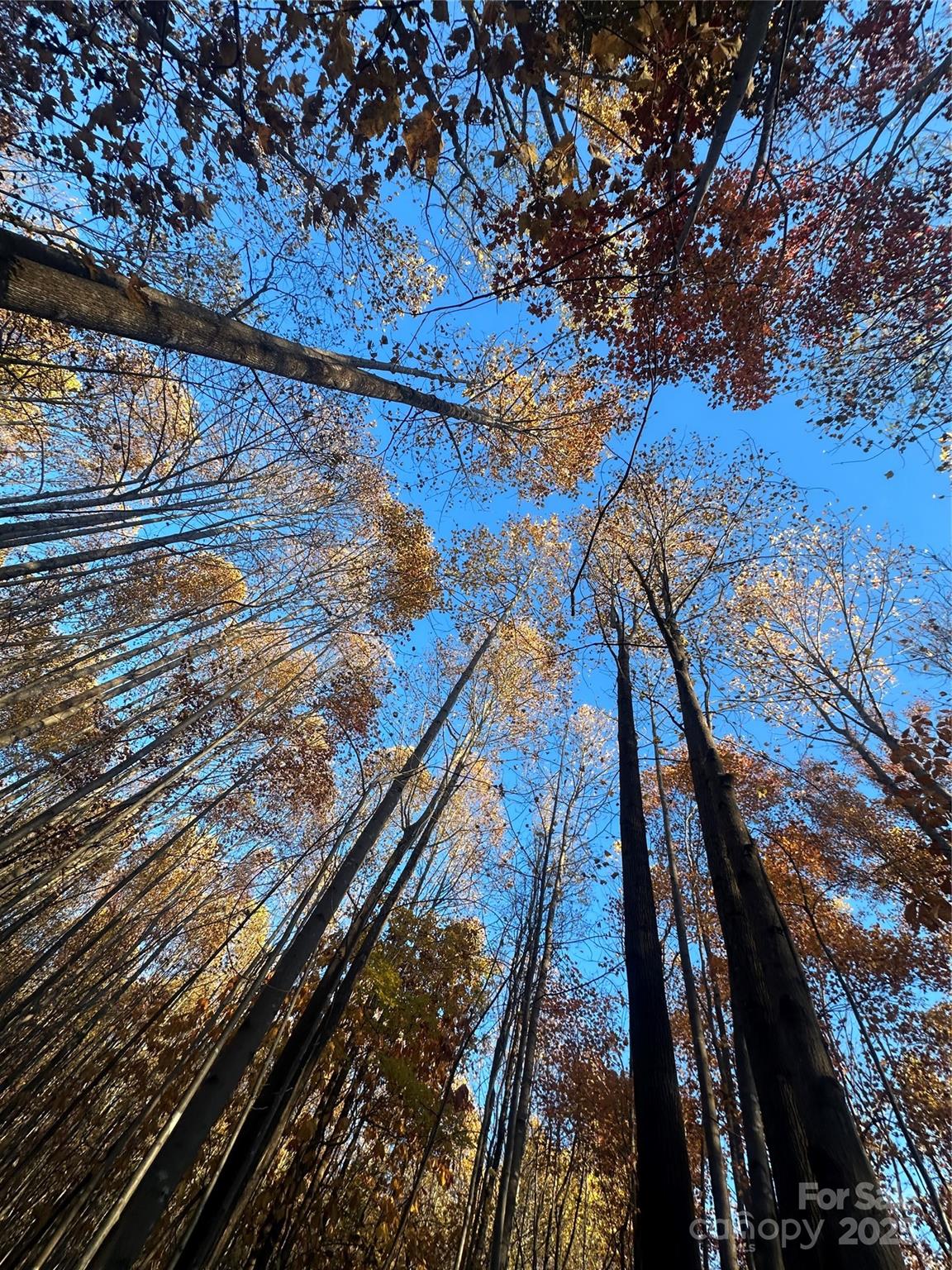 0 Black Oak Ridge Road Taylorsville, NC 28681 - Photo 17 of 18 a view of outdoor space