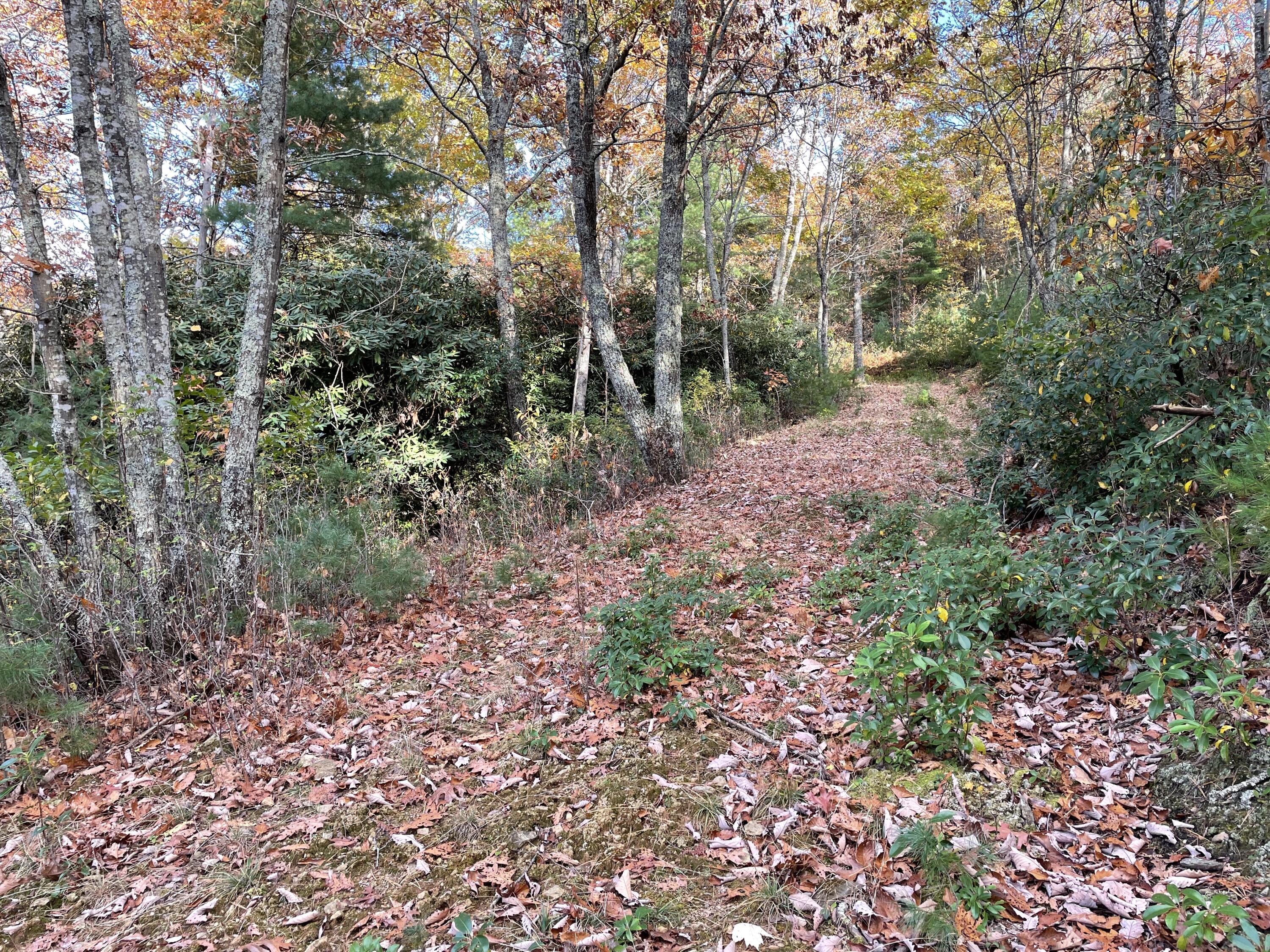 4 Weeks Road Floyd, VA 24091 - Photo 11 of 12 a view of forest