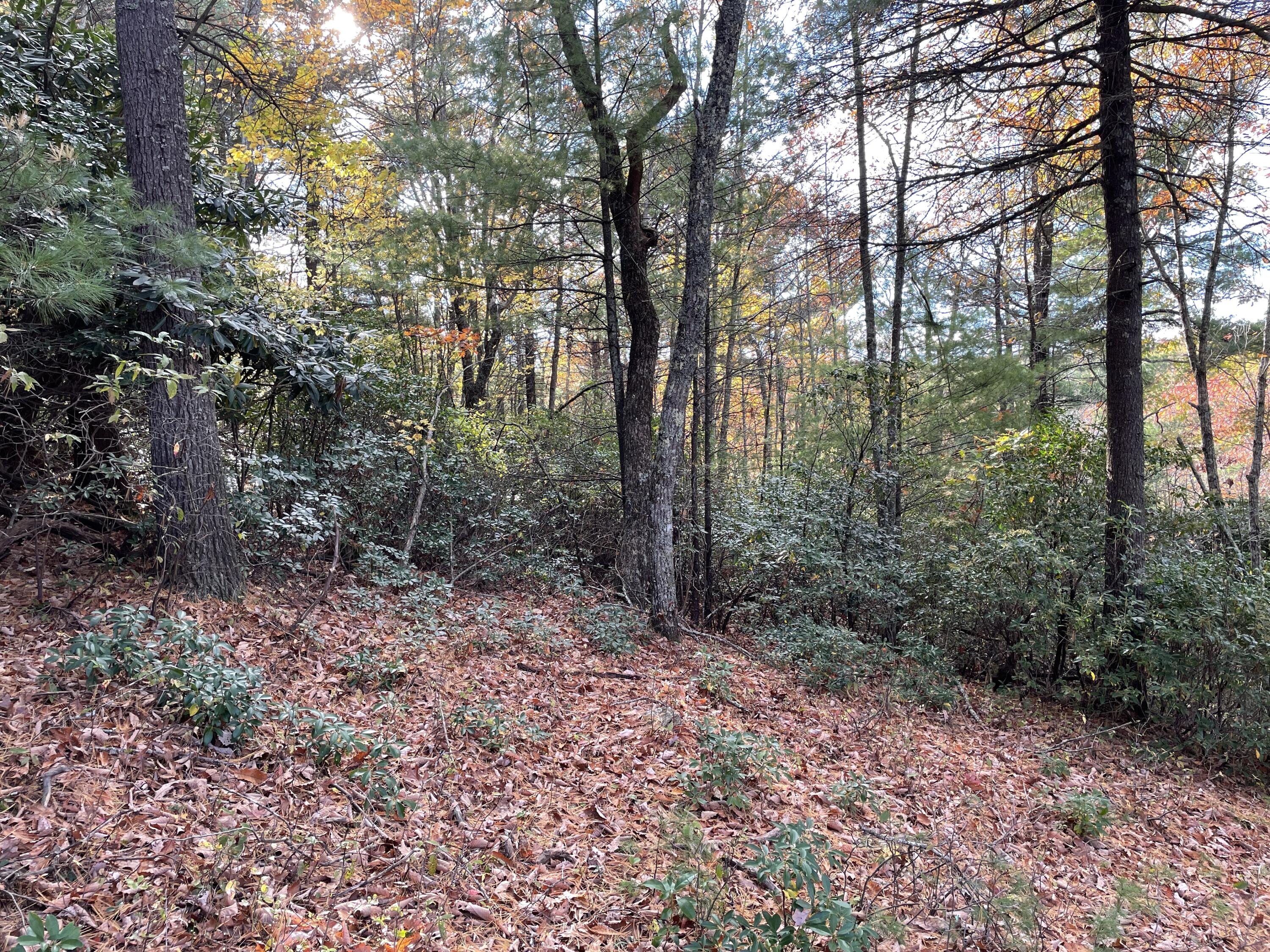4 Weeks Road Floyd, VA 24091 - Photo 12 of 12 a view of a forest that has large trees