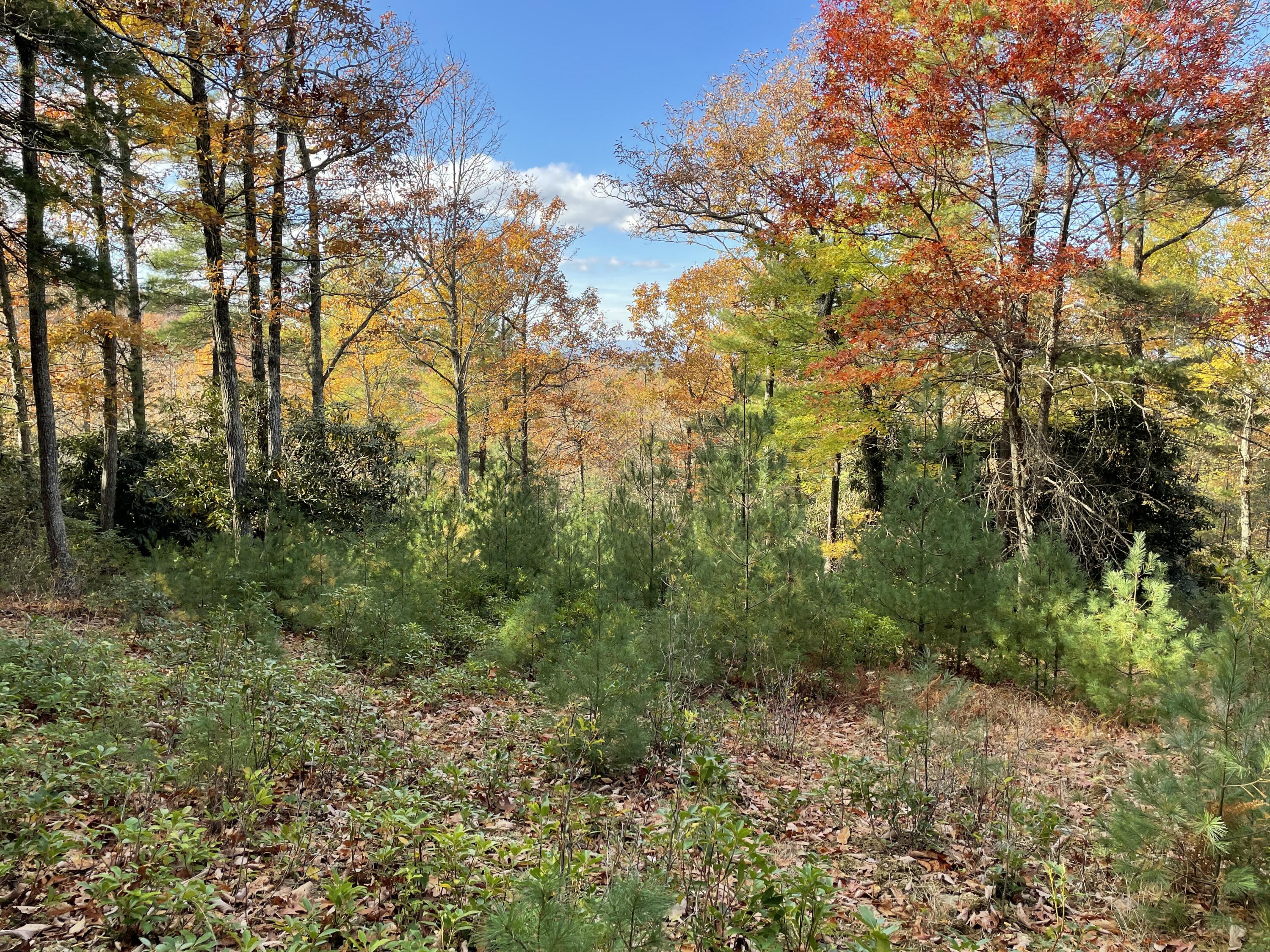 4 Weeks Road Floyd, VA 24091 - Photo 4 of 12 a view of a yard with large trees