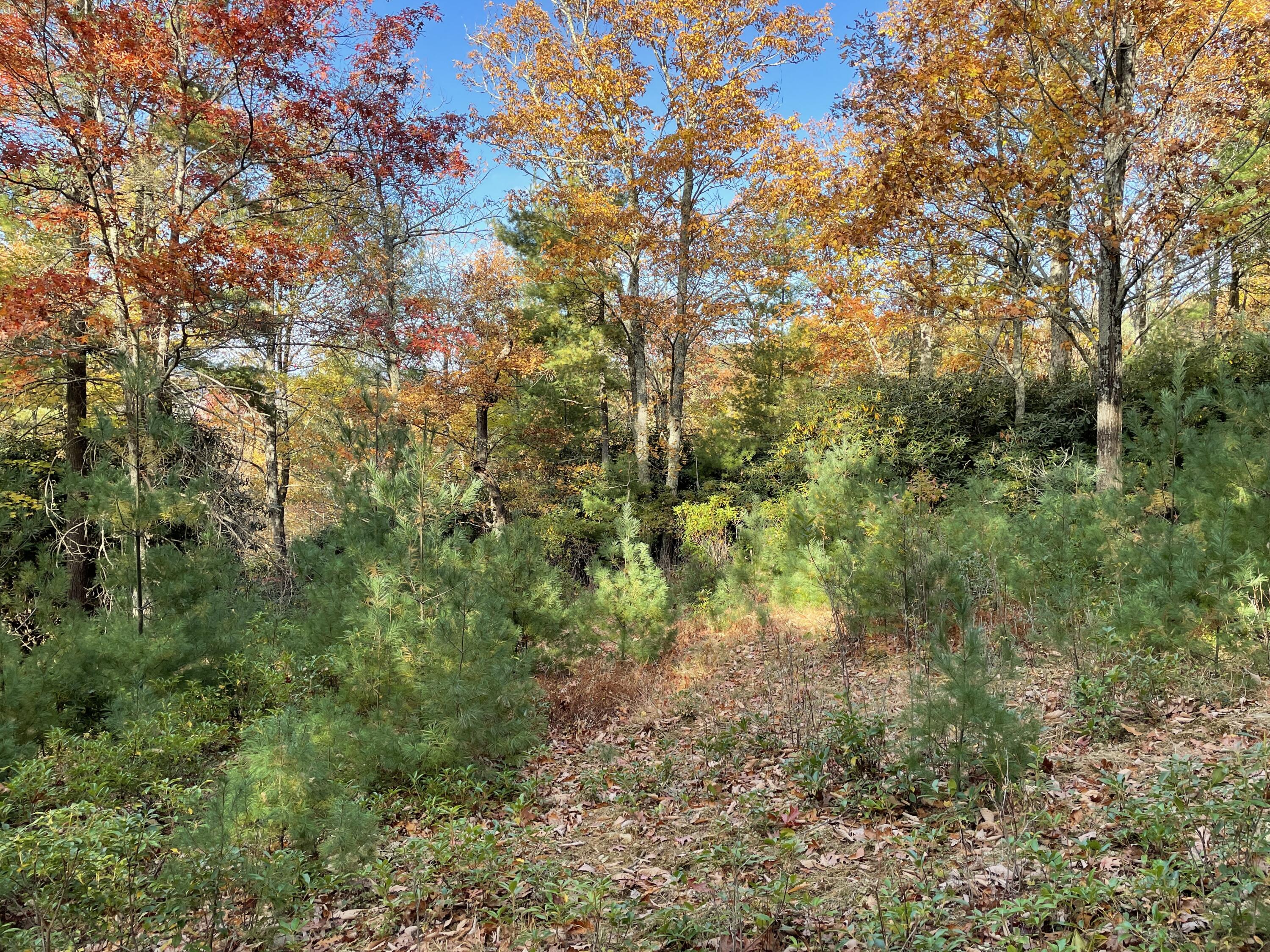 4 Weeks Road Floyd, VA 24091 - Photo 6 of 12 a view of a yard with plants and trees
