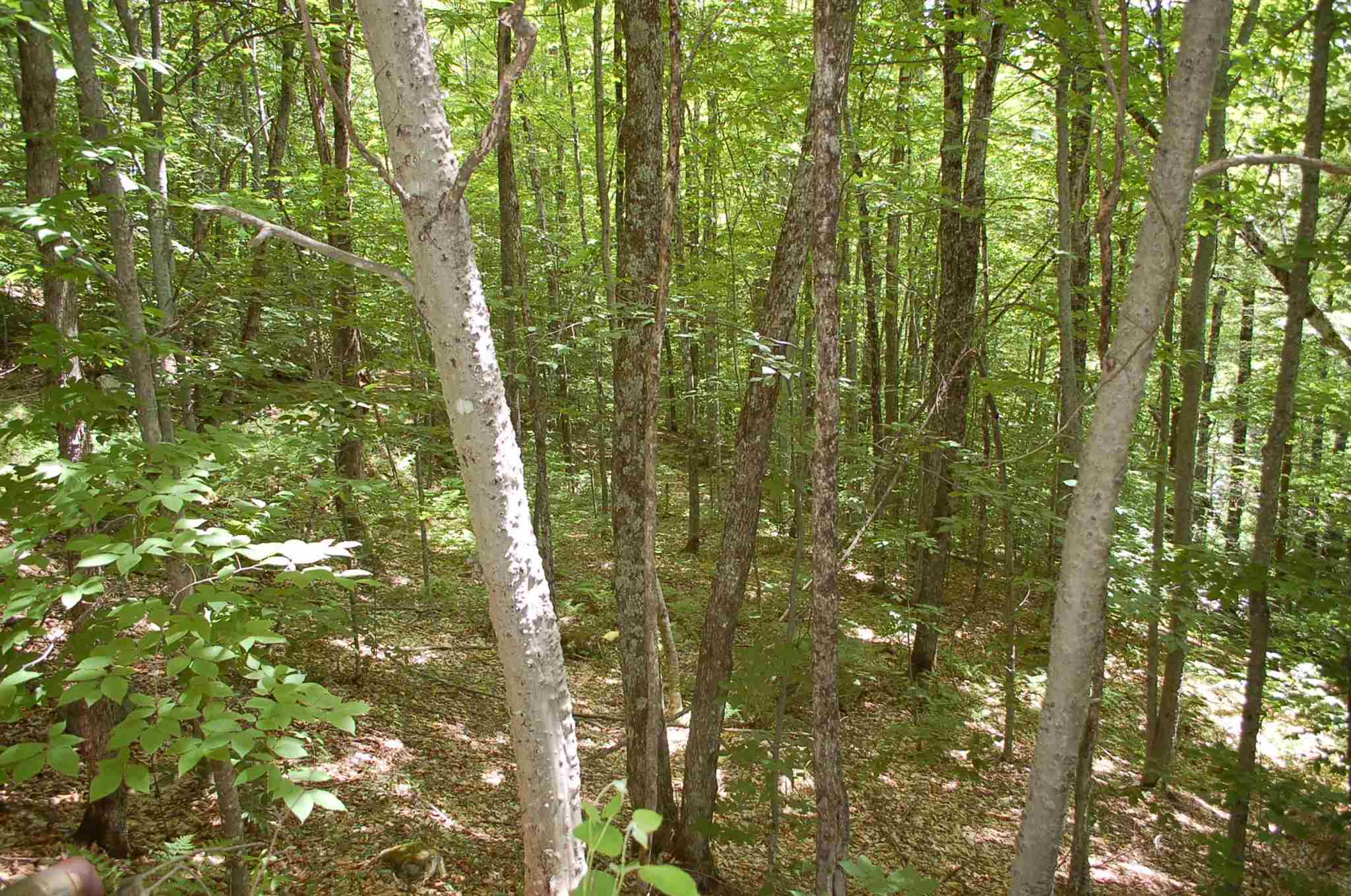 203 Harts Road Topsham, VT 05076 - Photo 4 of 8