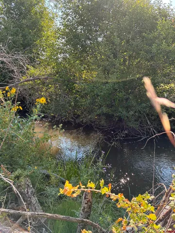 a view of a lake from a yard