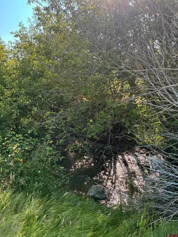 a view of a forest with a tree