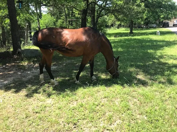$895,000 | 298 Jenkins Road, Cedar Creek, TX 78612