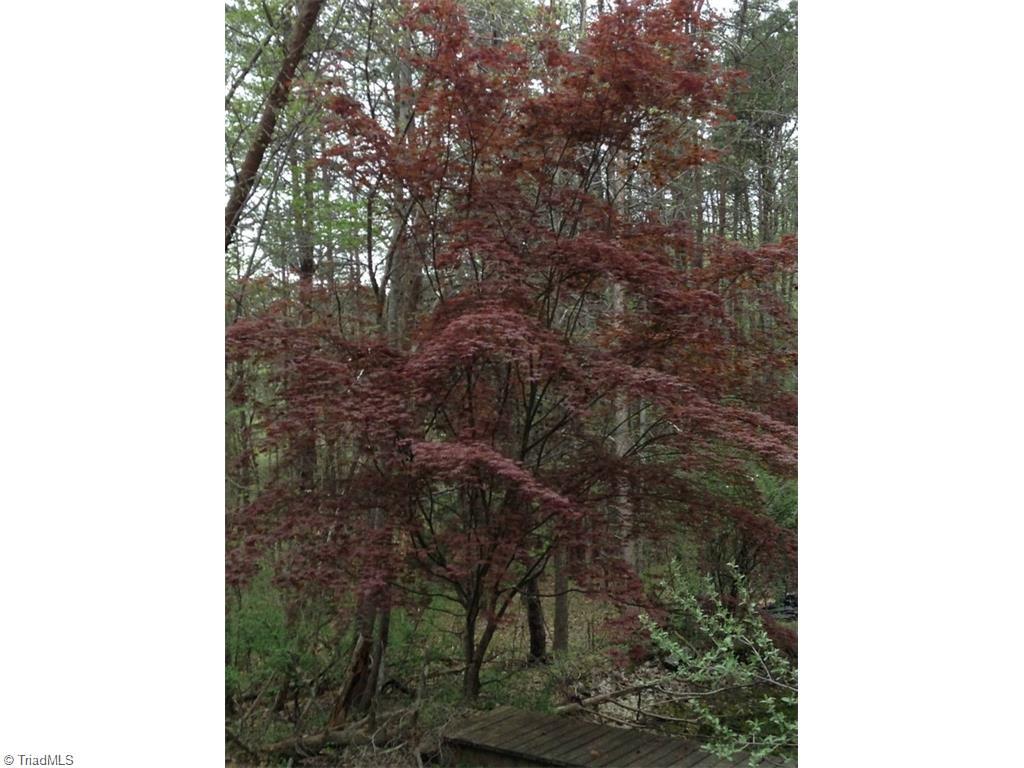 5078 Bunch Road Summerfield, NC 27358 - Photo 5 of 17 Maple Tree on the Pond