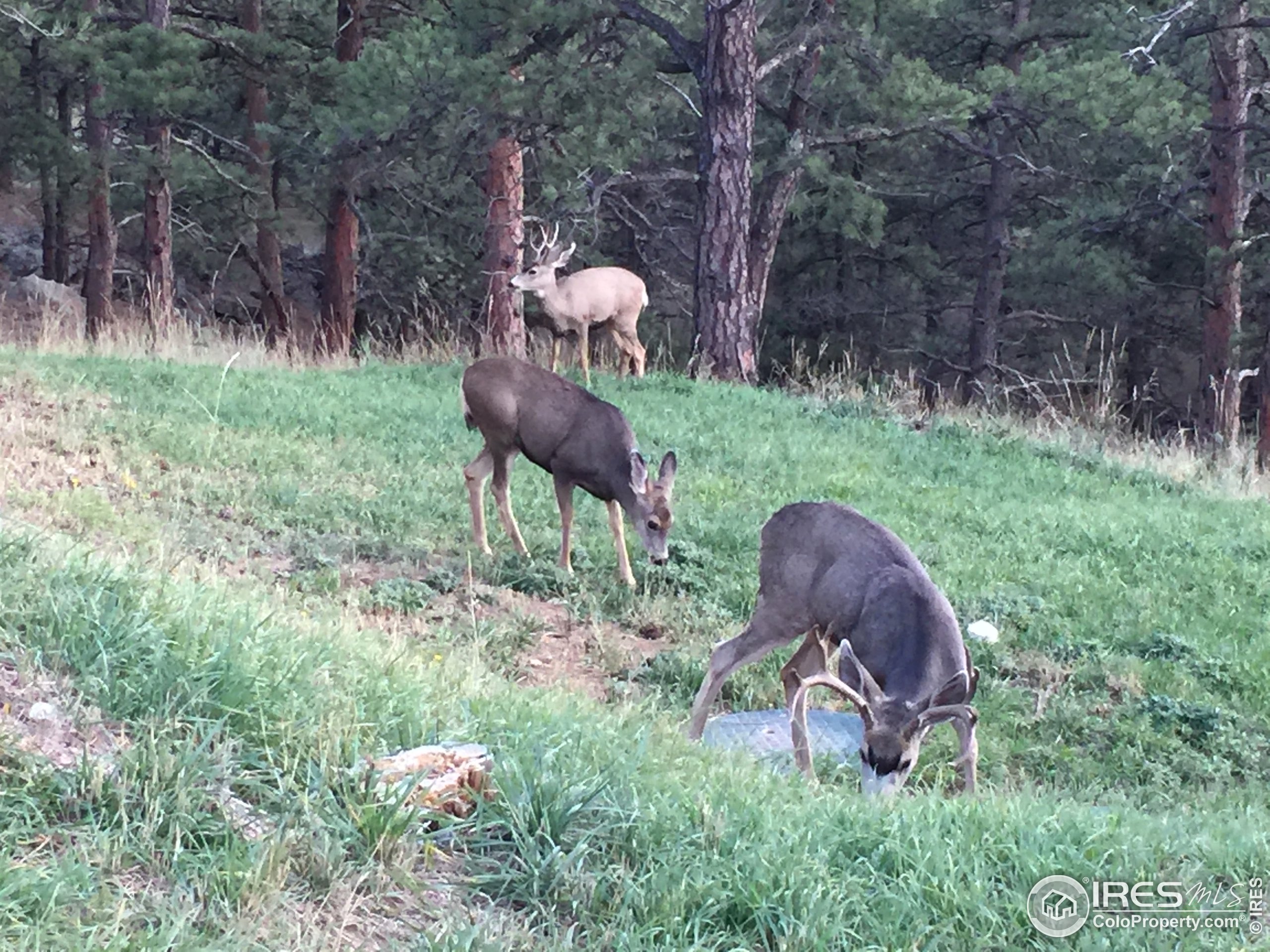 725 Timber Lane Boulder, CO 80304 - Photo 35 of 36
