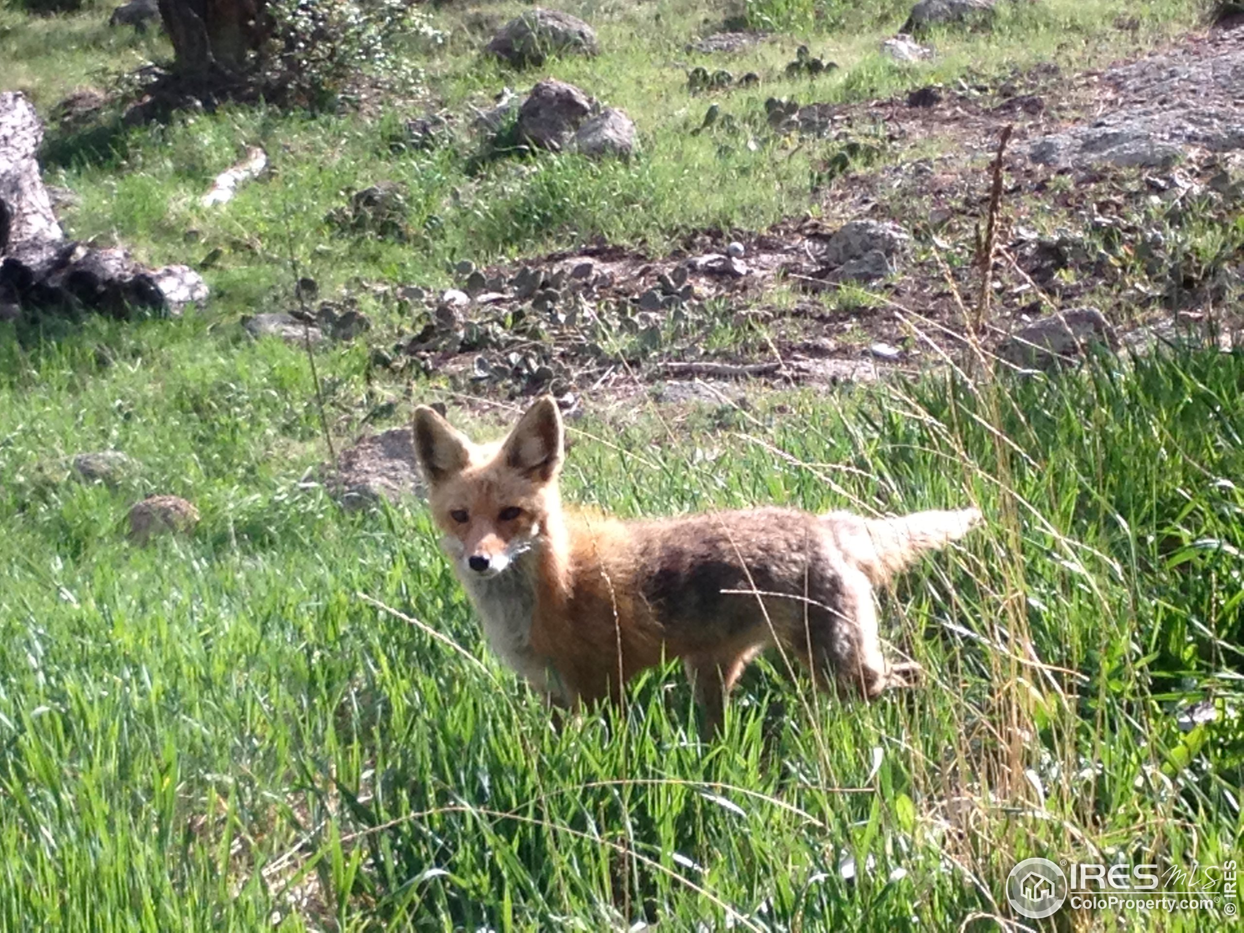 725 Timber Lane Boulder, CO 80304 - Photo 36 of 36