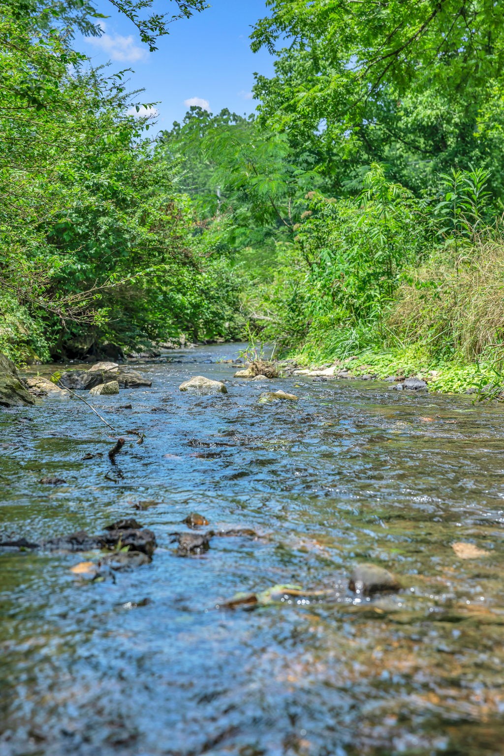 232 Waterloo Road Lawrenceburg, TN 38464 - Photo 44 of 46 a backyard of a house with lots of green space