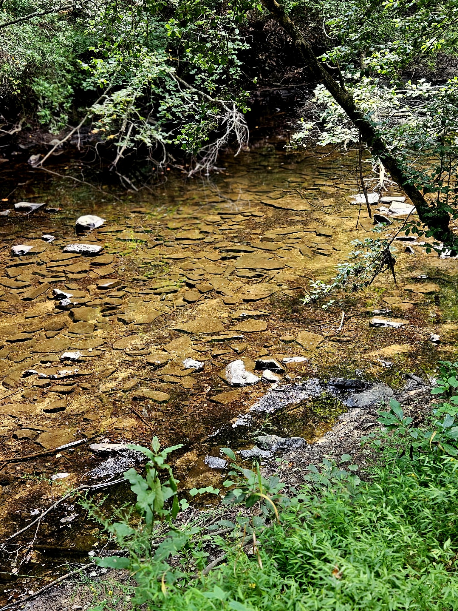 54 Creekview Lane Altamont, TN 37301 - Photo 9 of 9 a view of under an umbrella