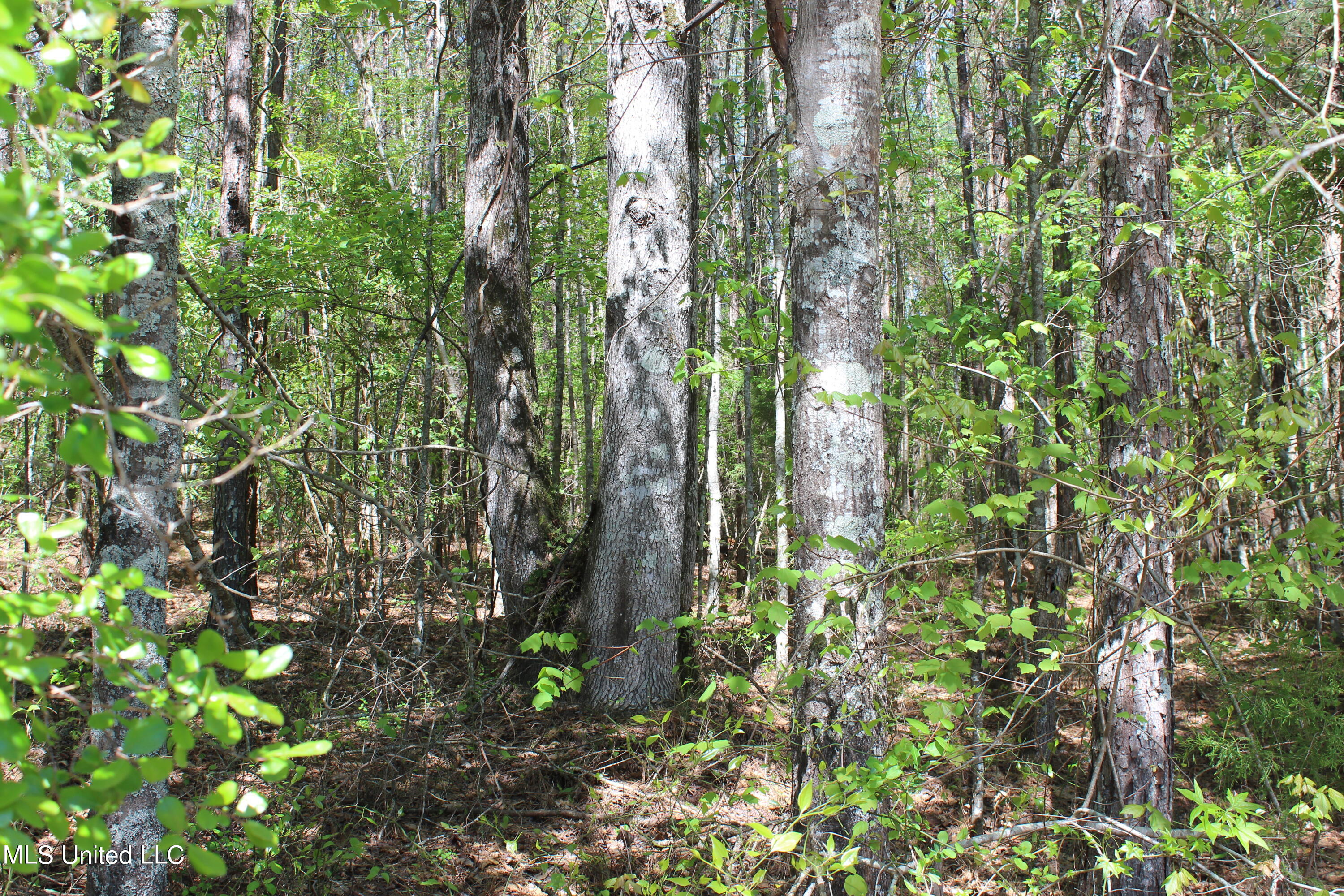 Melvin Leach Rd Union Union, MS 39365 - Photo 20 of 41 IMG_0426