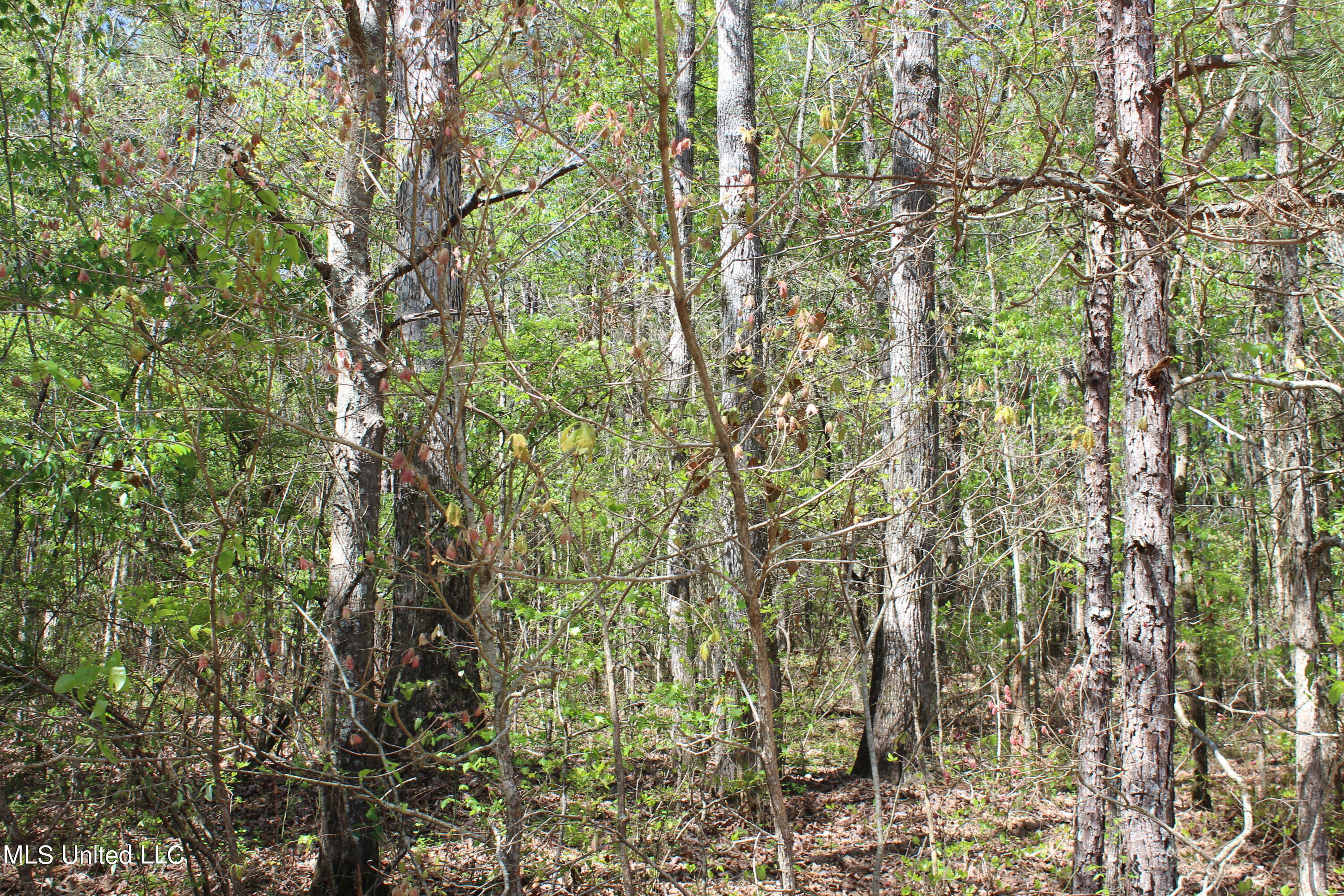 Melvin Leach Rd Union Union, MS 39365 - Photo 21 of 41 IMG_0427