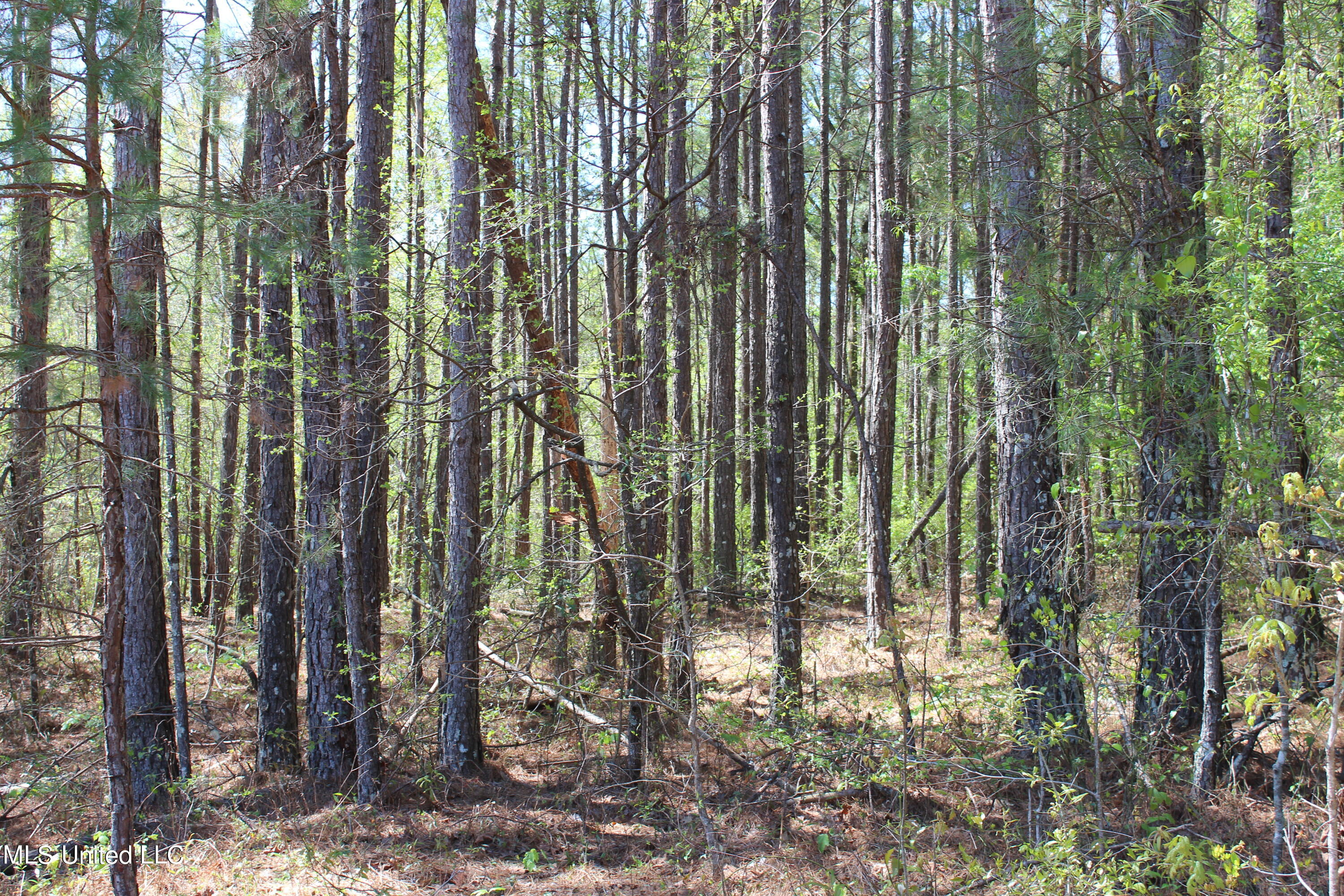 Melvin Leach Rd Union Union, MS 39365 - Photo 22 of 41 IMG_0428
