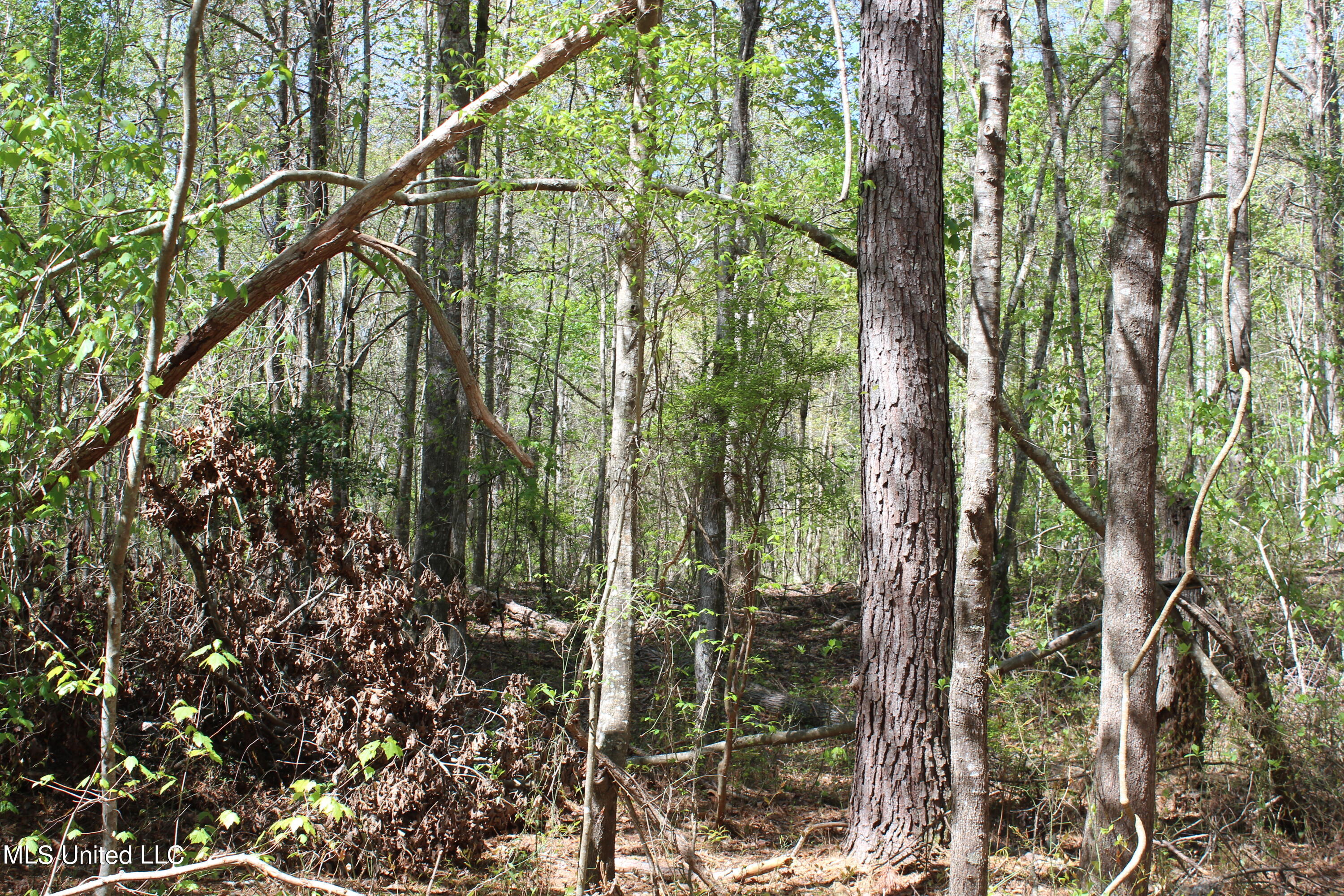 Melvin Leach Rd Union Union, MS 39365 - Photo 23 of 41 IMG_0430
