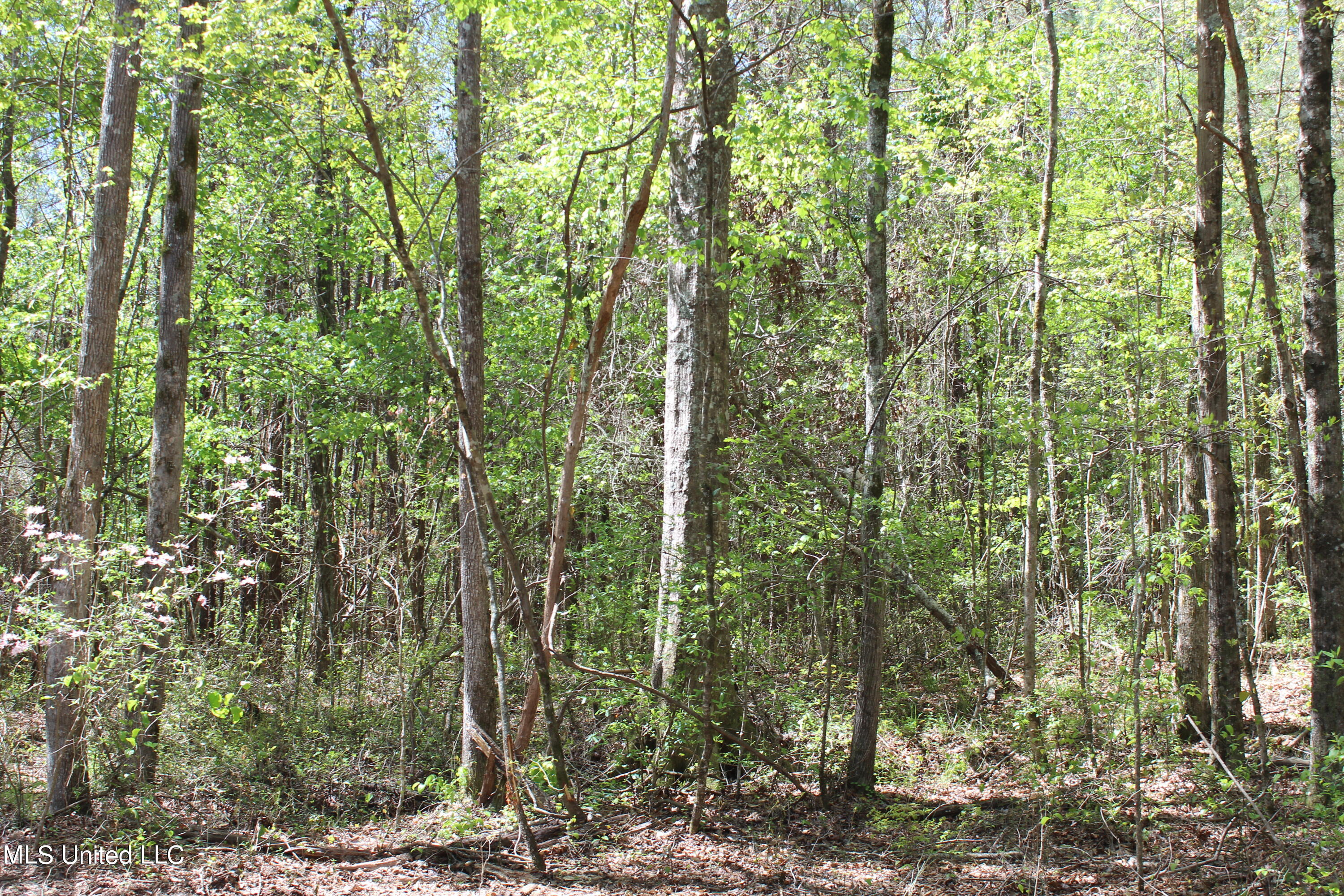 Melvin Leach Rd Union Union, MS 39365 - Photo 24 of 41 IMG_0431