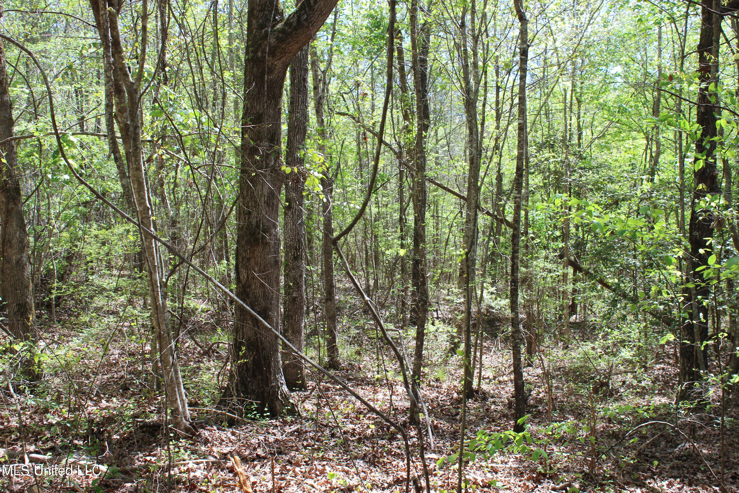 Melvin Leach Rd Union Union, MS 39365 - Photo 32 of 41 IMG_0441