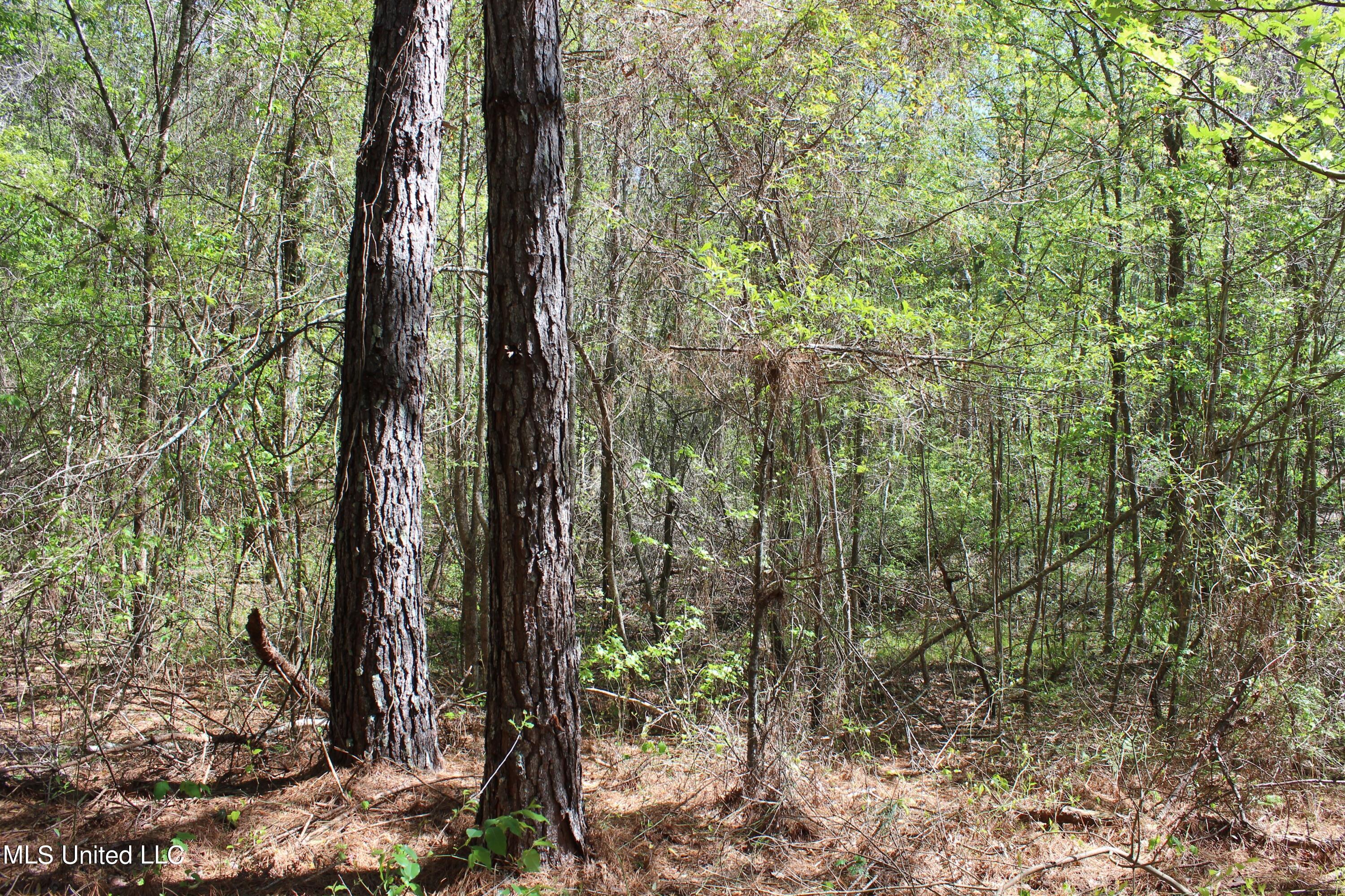 Melvin Leach Rd Union Union, MS 39365 - Photo 36 of 41 IMG_0421