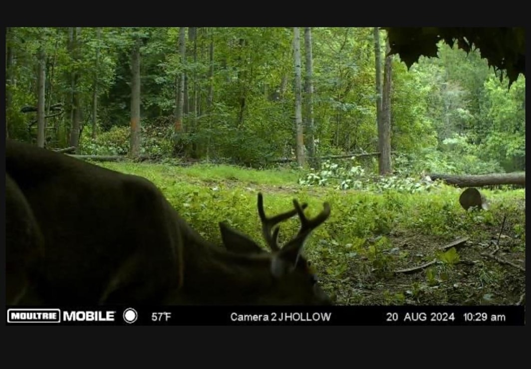 Jordan Hollow Road Stanley, VA 22851 - Photo 24 of 26 Trail Cam Photo