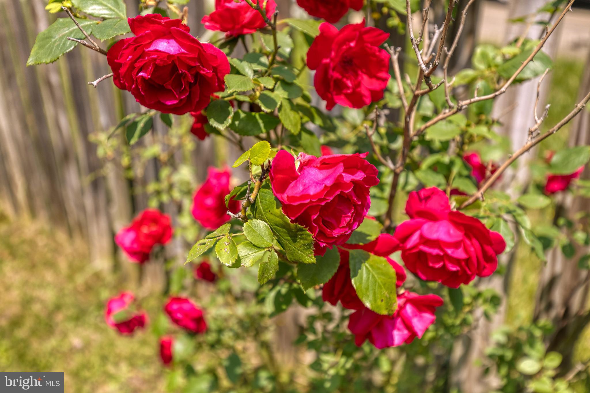8676 Mission Road Jessup, MD 20794 - Photo 32 of 32 Rose bush on the side of the home