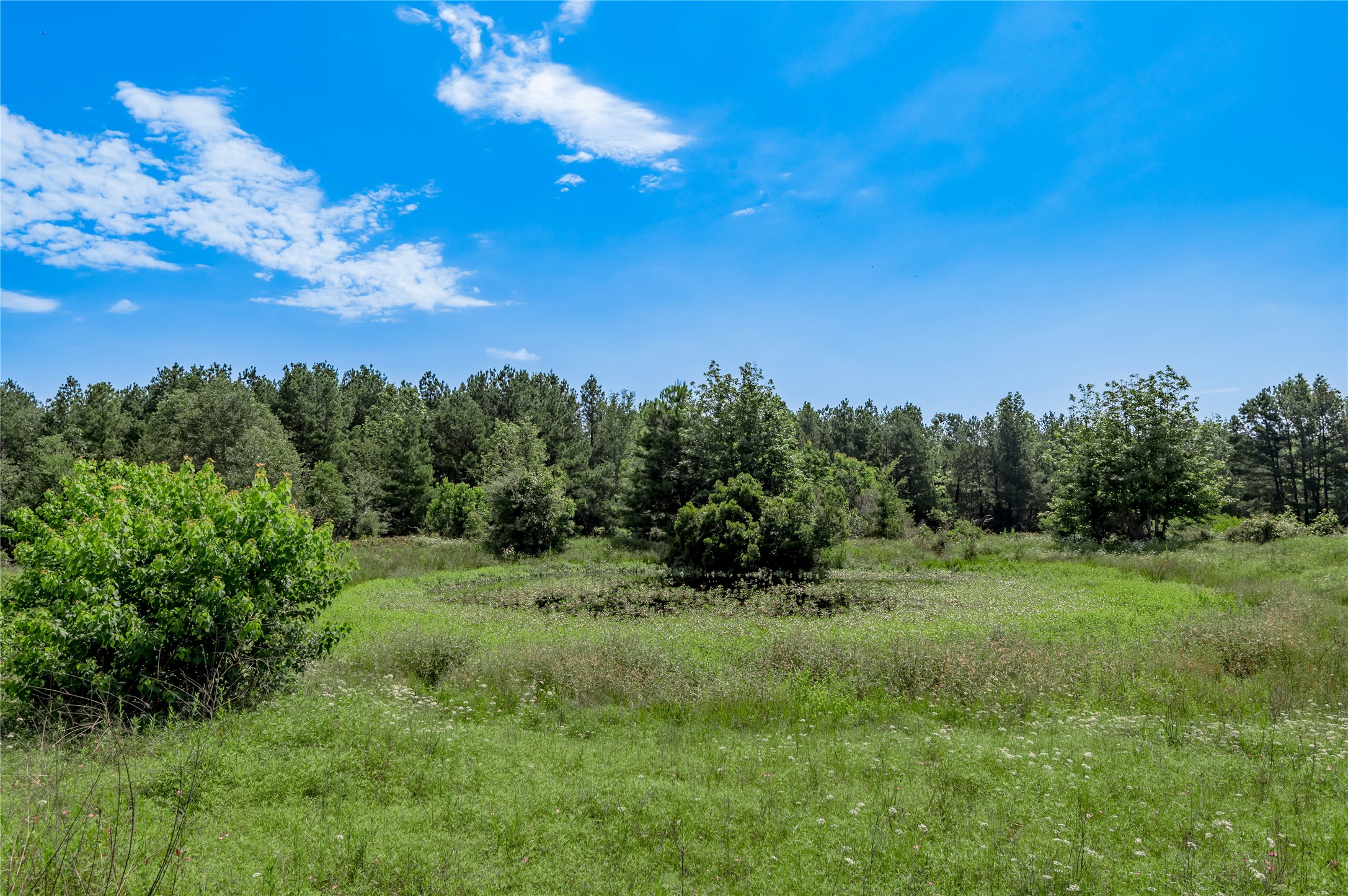 Tbd Neal Helton Road Kennard, TX 75847 - Photo 11 of 30 a view of a big yard with a large tree