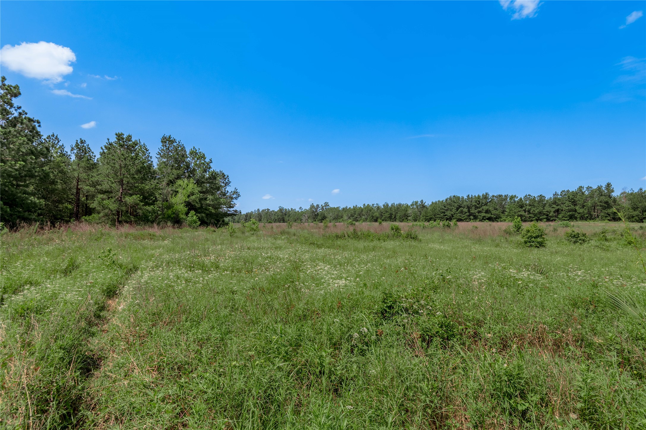 Tbd Neal Helton Road Kennard, TX 75847 - Photo 12 of 30 a view of a field with an ocean
